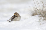 Snow Bunting (Plectrophenax nivalis)