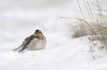 Snow Bunting (Plectrophenax nivalis)