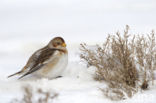 Snow Bunting (Plectrophenax nivalis)