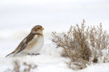 Snow Bunting (Plectrophenax nivalis)