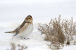 Snow Bunting (Plectrophenax nivalis)