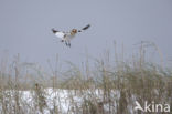 Snow Bunting (Plectrophenax nivalis)