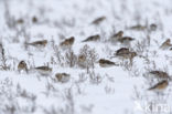 Snow Bunting (Plectrophenax nivalis)