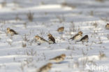 Snow Bunting (Plectrophenax nivalis)