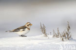 Snow Bunting (Plectrophenax nivalis)