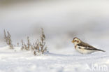 Snow Bunting (Plectrophenax nivalis)