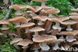 honey mushroom (Armillaria ostoyae)