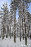 Fir (Abies spec.)