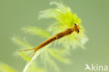 Northern Damselfly (Coenagrion hastulatum)