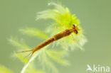 Northern Damselfly (Coenagrion hastulatum)