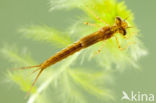 Speerwaterjuffer (Coenagrion hastulatum) 