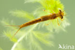 Speerwaterjuffer (Coenagrion hastulatum) 