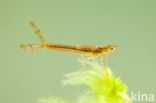 Northern Damselfly (Coenagrion hastulatum)