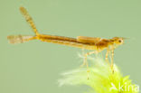 Northern Damselfly (Coenagrion hastulatum)