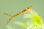 Northern Damselfly (Coenagrion hastulatum)