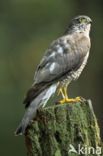 Sparrow Hawk (Accipiter nisus)