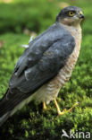Sparrow Hawk (Accipiter nisus)