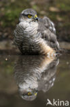 Sperwer (Accipiter nisus)