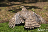 Sparrow Hawk (Accipiter nisus)