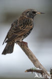 Spreeuw (Sturnus vulgaris)