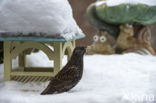 European Starling (Sturnus vulgaris)