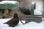 European Starling (Sturnus vulgaris)