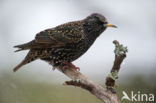 European Starling (Sturnus vulgaris)