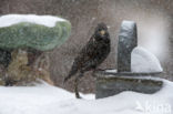 European Starling (Sturnus vulgaris)