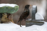 European Starling (Sturnus vulgaris)