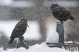 European Starling (Sturnus vulgaris)