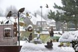 European Starling (Sturnus vulgaris)