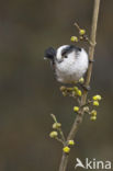 Staartmees (Aegithalos caudatus)