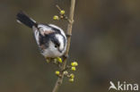 Staartmees (Aegithalos caudatus)