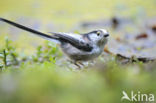 Long-tailed Tit (Aegithalos caudatus)