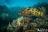 Brown-Marbled grouper (Epinephelus fuscoguttatus)