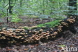 Stobbezwammetje (Pholiota mutabilis)