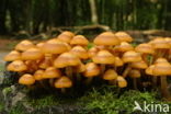 Stobbezwammetje (Pholiota mutabilis)