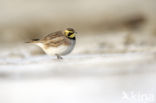 Strandleeuwerik (Eremophila alpestris  )