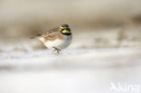 Shore Lark (Eremophila alpestris  )