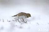 Strandleeuwerik (Eremophila alpestris  )