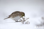 Shore Lark (Eremophila alpestris  )