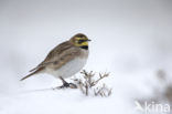 Shore Lark (Eremophila alpestris  )