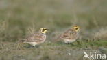 Strandleeuwerik (Eremophila alpestris  )