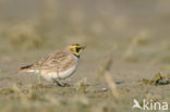 Strandleeuwerik (Eremophila alpestris  )