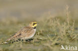 Strandleeuwerik (Eremophila alpestris  )