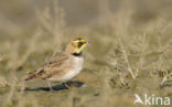 Strandleeuwerik (Eremophila alpestris  )