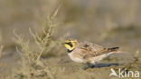 Strandleeuwerik (Eremophila alpestris  )