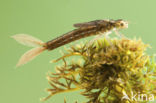 Scarce Blue-tailed Damselfly (Ischnura pumilio)