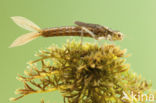 Scarce Blue-tailed Damselfly (Ischnura pumilio)