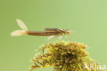 Scarce Blue-tailed Damselfly (Ischnura pumilio)